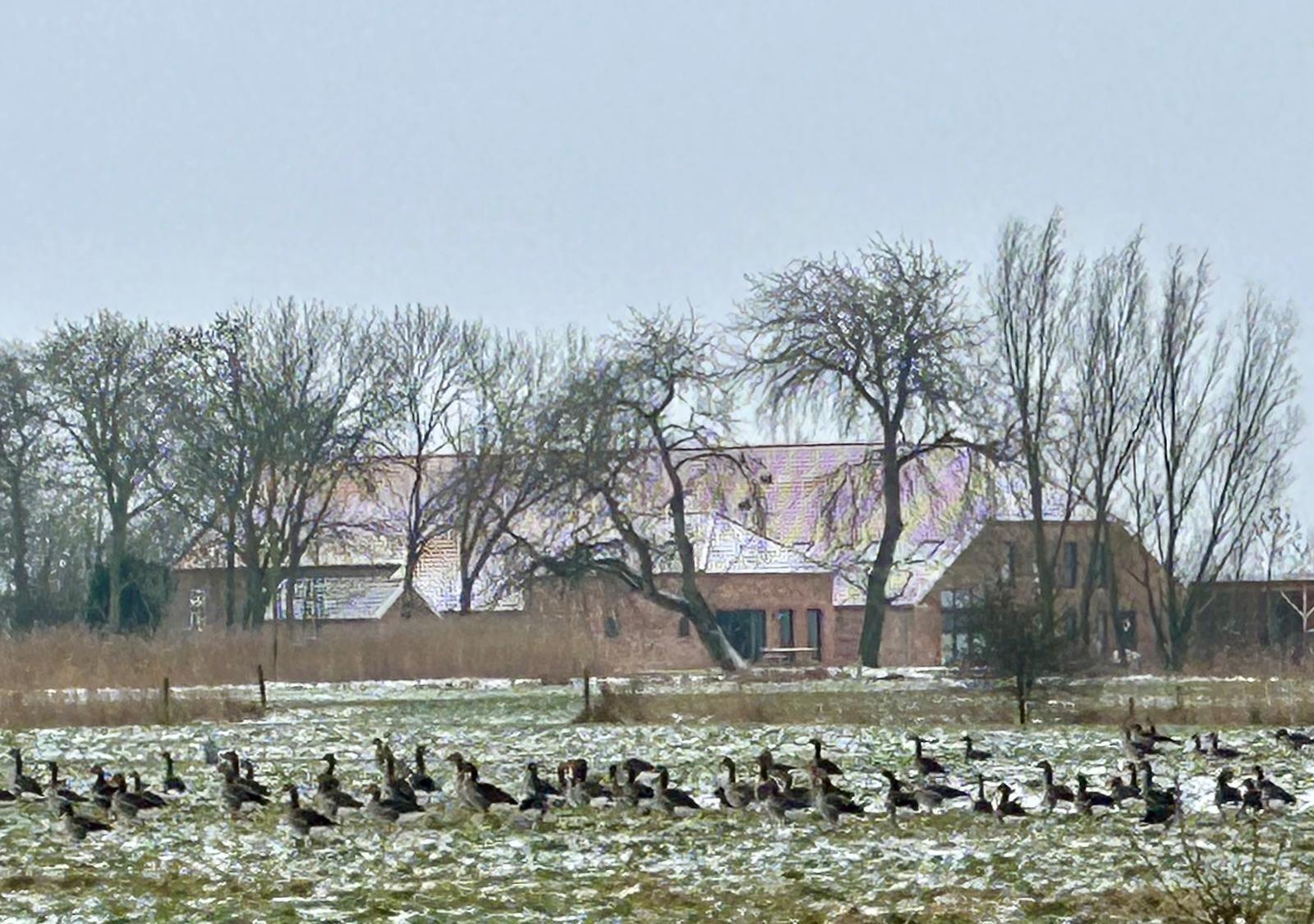 Viele Gänse stehen im schneebedeckten Feld vor einem Haus mit Bäumen.
