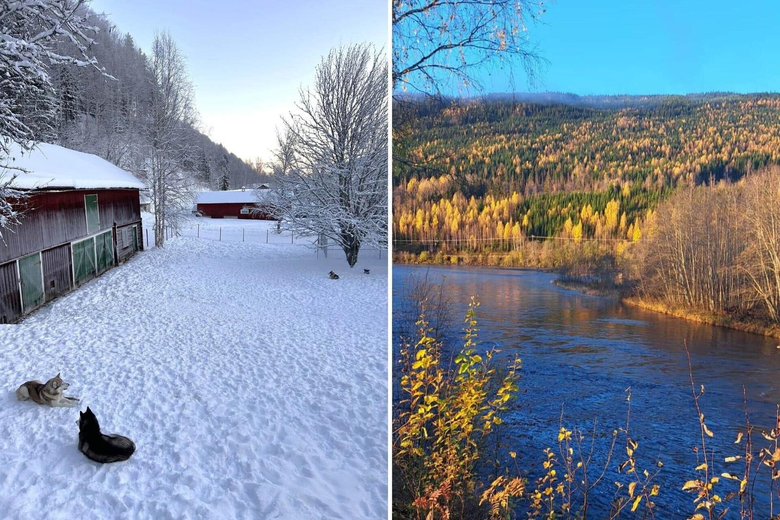 Schneebedeckte Hütte mit Hunden und Wald im Hintergrund. Fluss mit Herbstwald im Hintergrund.