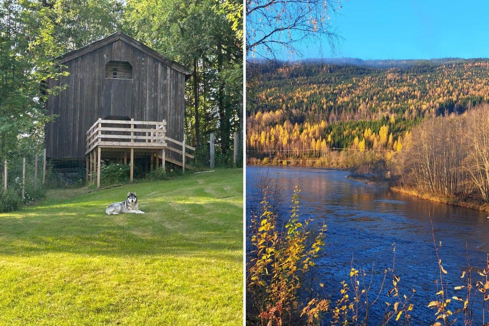 Holzhaus mit Balkon und Husky im Gras. Fluss mit Wald im Herbstlicht.