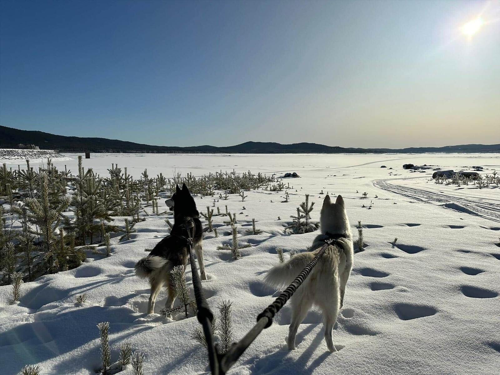 Zwei Hunde mit Leinen stehen im Schnee und blicken auf eine gefrorene Landschaft.