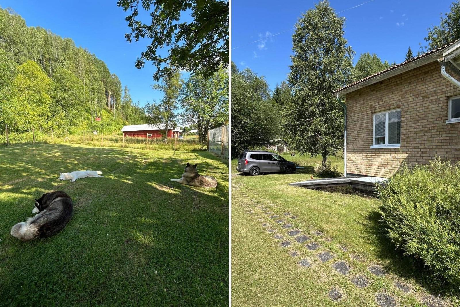 Grüner Garten mit Hunden. Haus mit Steinweg und Parkplatz.