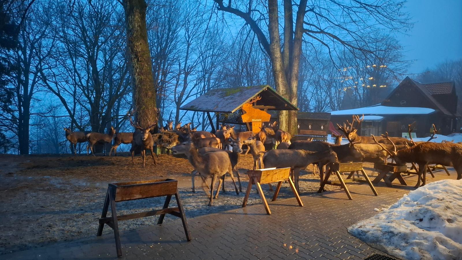 Wildfütterung am "Rehberger Grabenhaus" im Winter.
Reservierung  erforderlich.
Parkplatz Anfang des Weges - gegenüberliegende Straßenseite