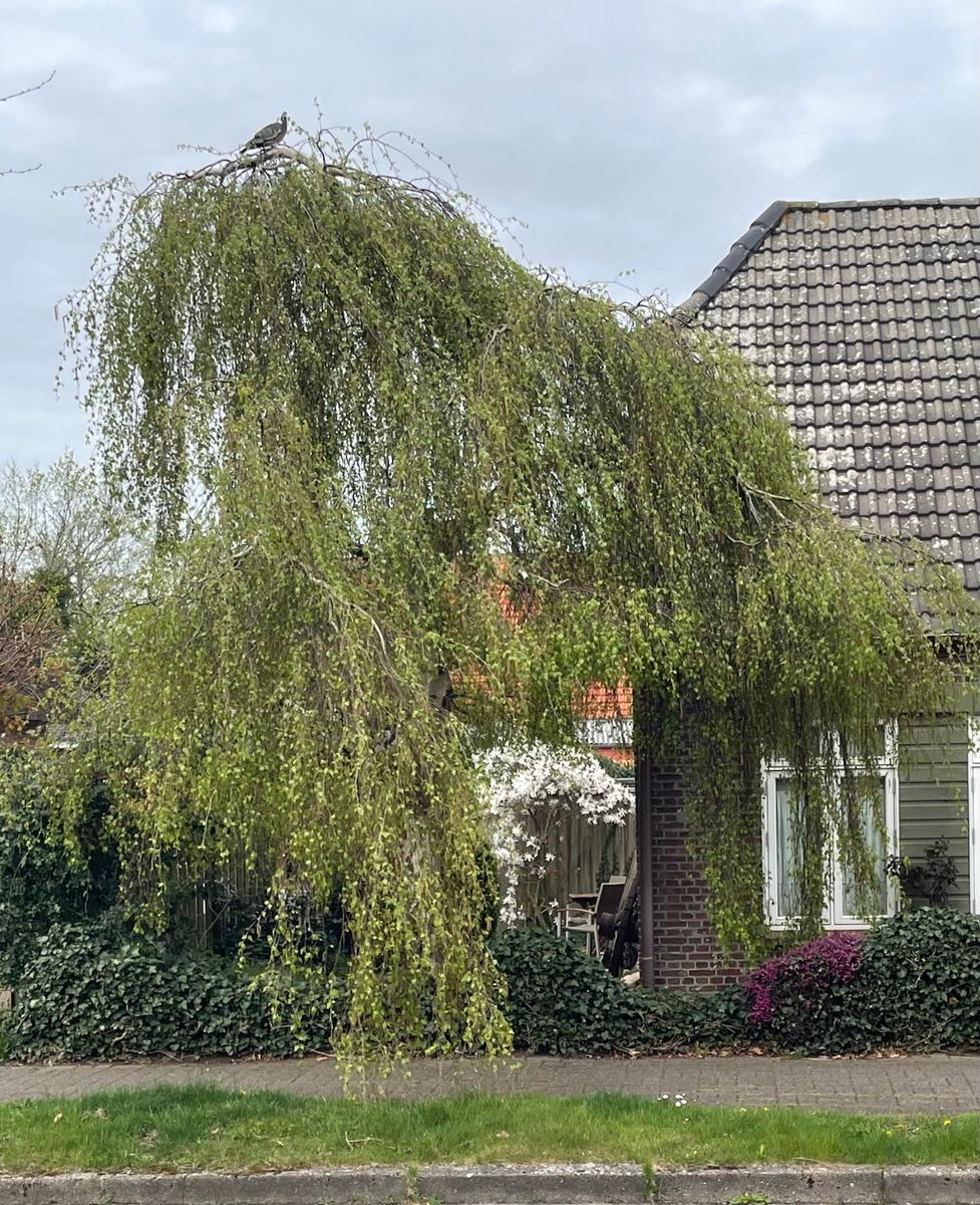 Haus mit hängendem Baum und Gartenbereich mit Stuhl und Tisch.