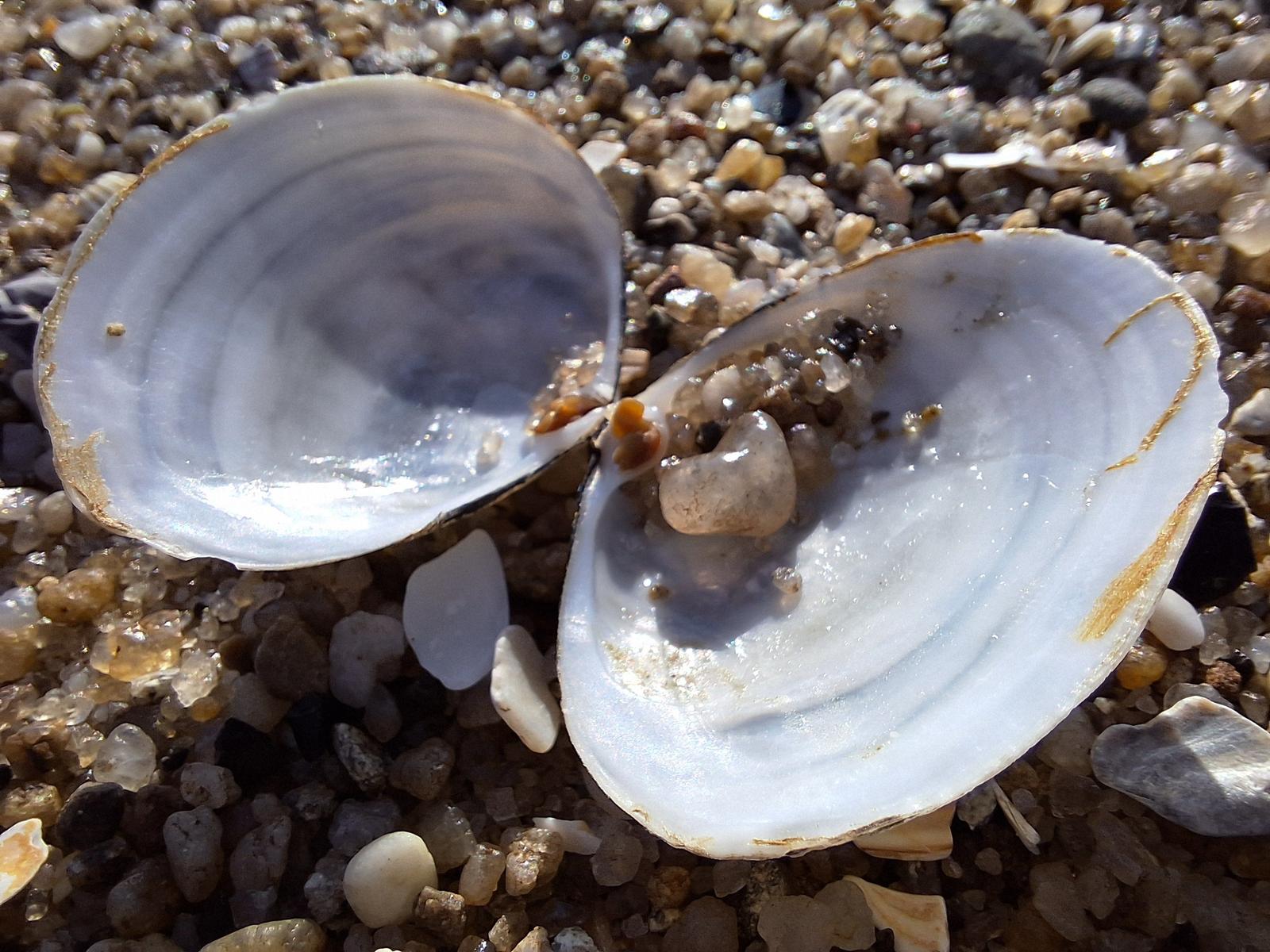 Offene Muschelschale auf Kiesstrand mit Sand und kleinen Steinen.