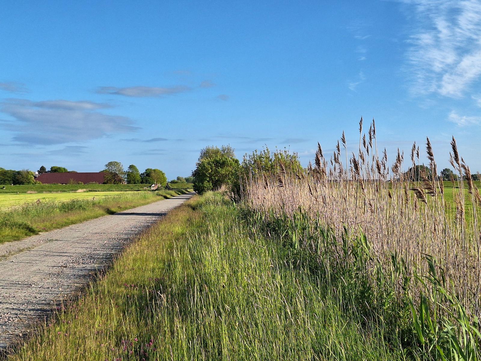 Gepflasterter Weg durch Gras und Schilf bis zu einem Haus im Hintergrund.