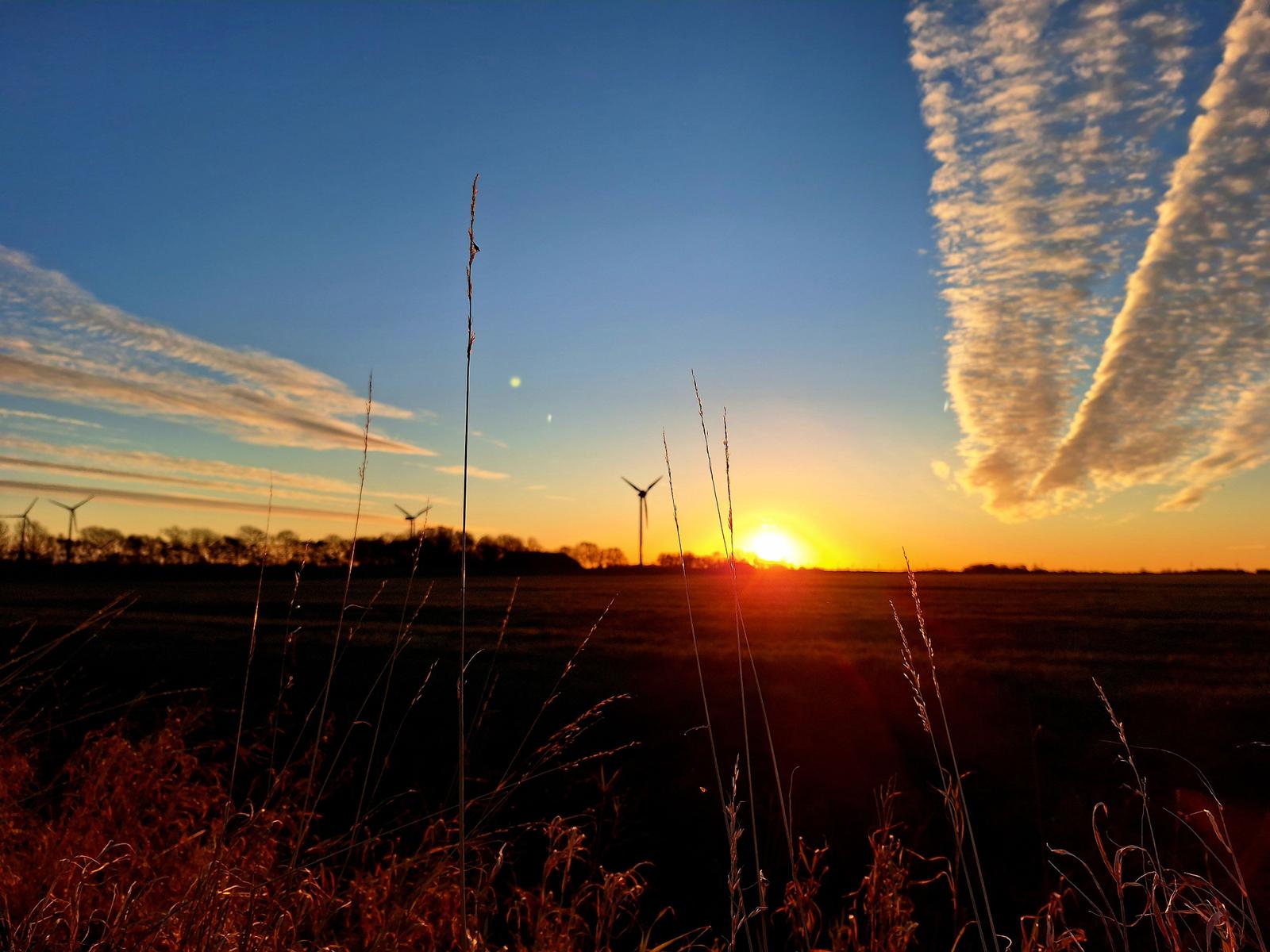 Sonnenuntergang über Feld mit Windrädern und hohen Grashalmen im Vordergrund.