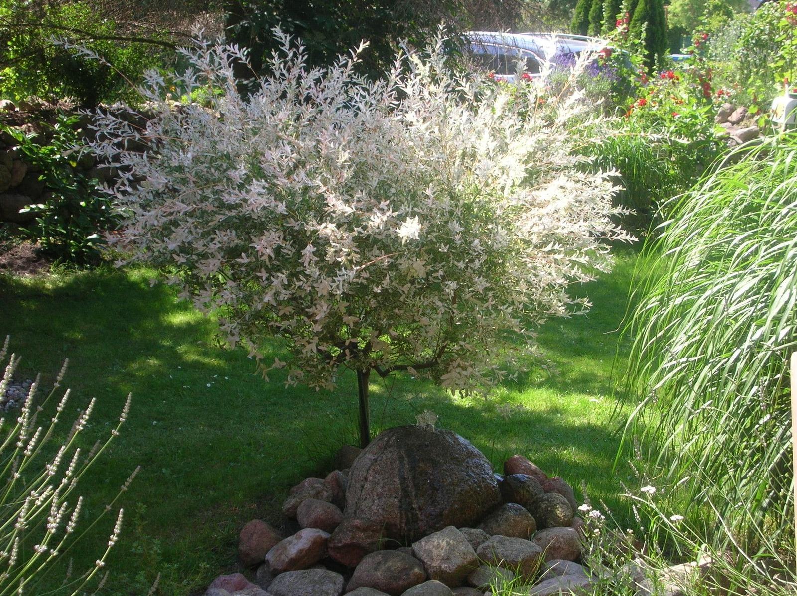 Ein weißblättriger Baum steht im Garten neben Steinen und Gras.
