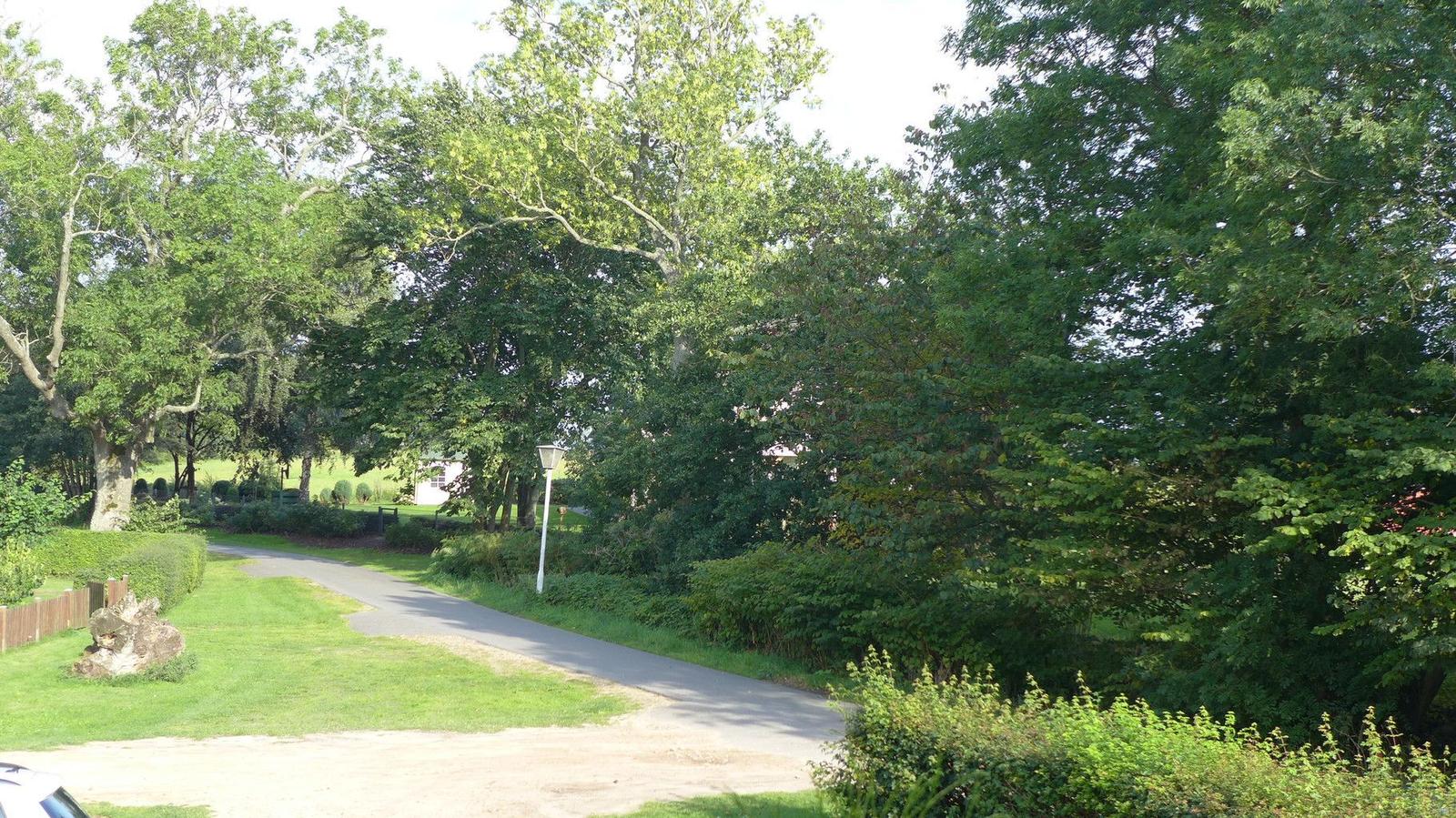Eine asphaltierte Straße durch einen grünen Park mit Bäumen und Sträuchern.