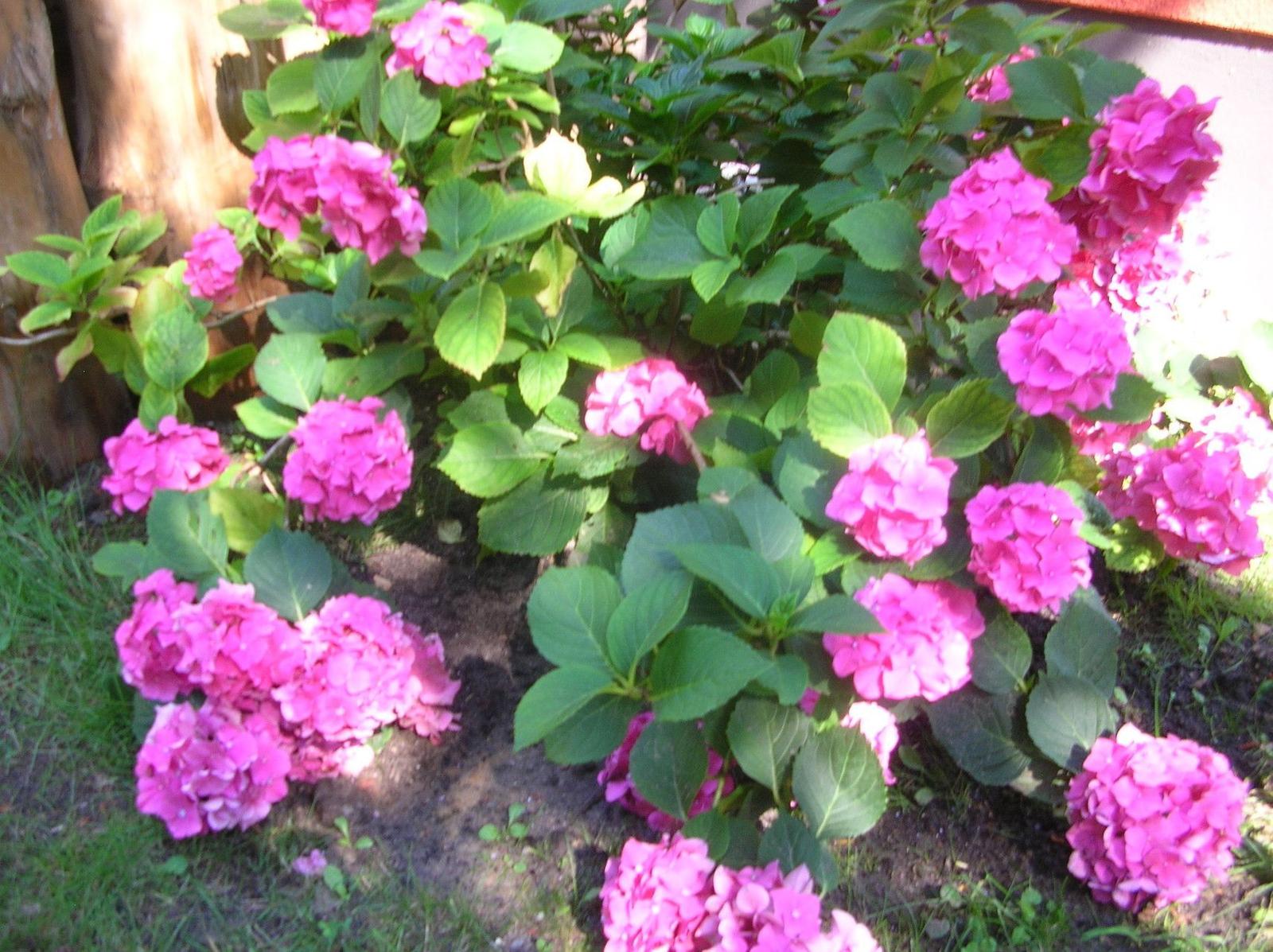 Hortensienblüten in leuchtendem Pink wachsen vor einem Holzzaun.