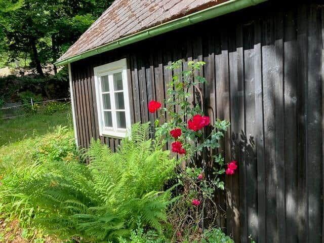 Hütte mit Holzwand, Fenster und roten Rosen im Garten.
