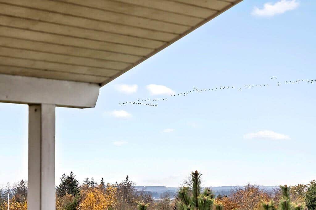 View from terrace over forest and sky with flying birds.