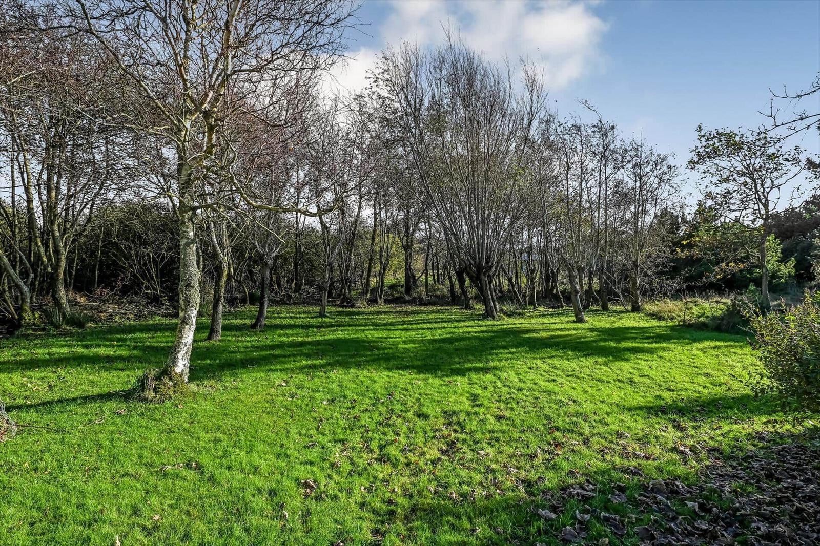 Grünes Grasfeld mit Bäumen und blauem Himmel.