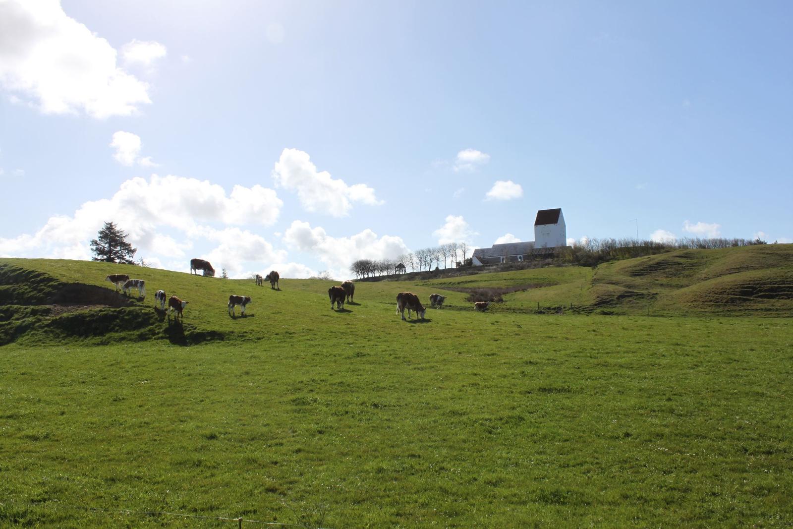 Weideland mit grasenden Kühen und weißem Bauernhof im Hintergrund.