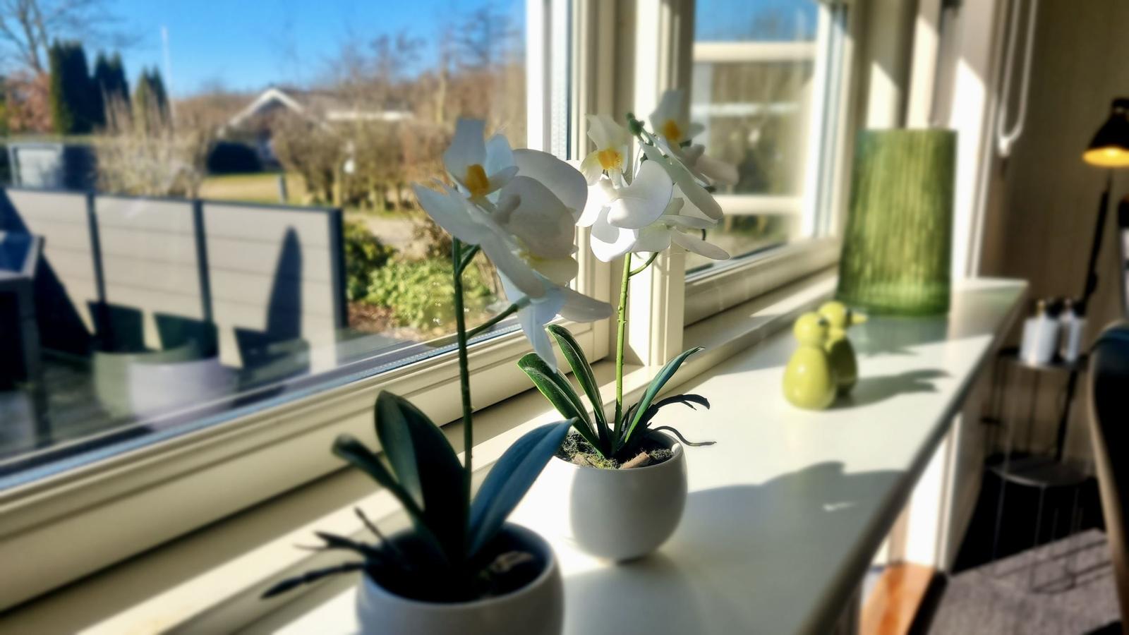 Fensterbank mit weißen Orchideen und grünen Vasen. Blick auf Garten und Himmel.