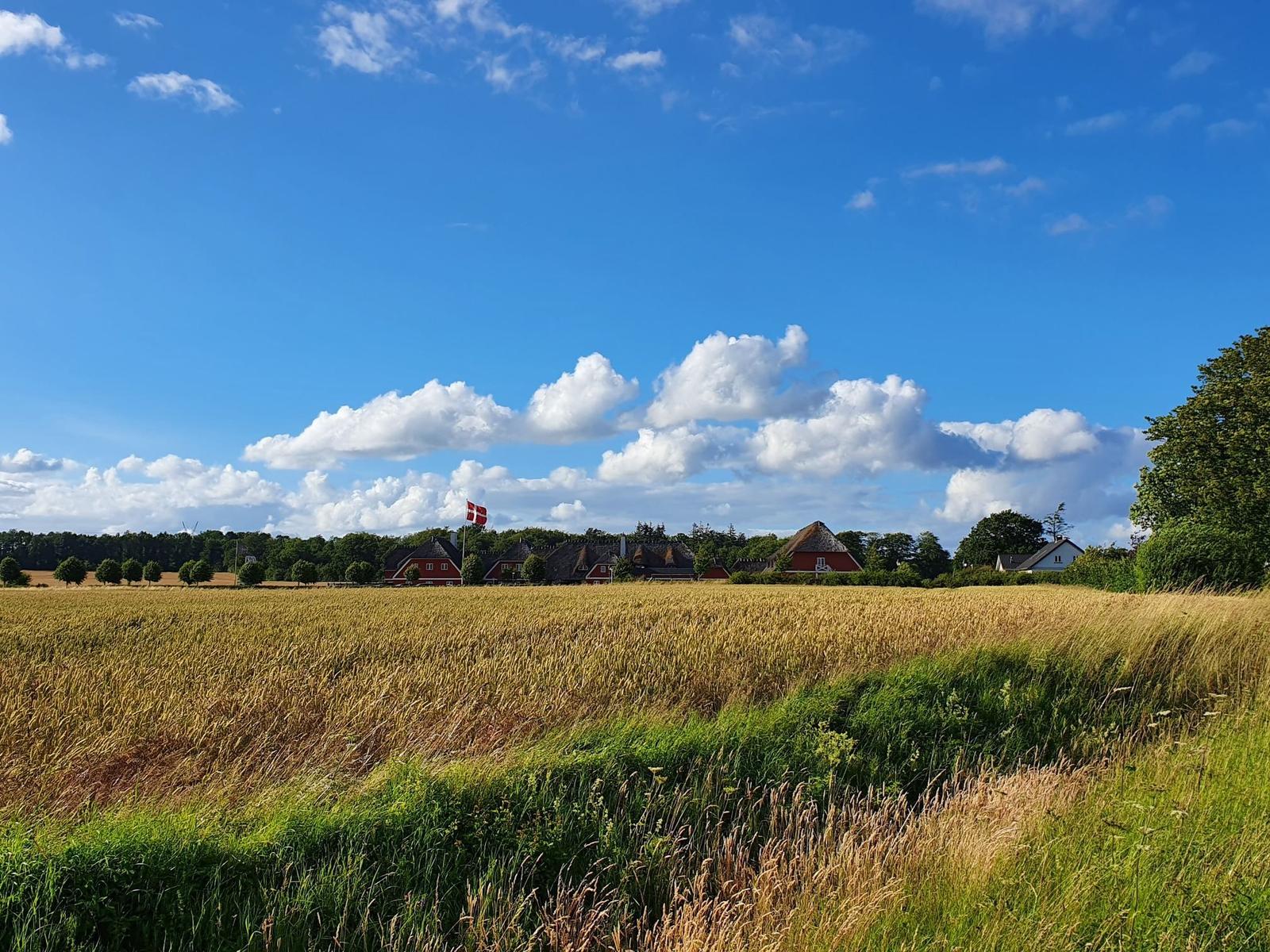 Weitläufiges Feld mit goldenem Getreide, roten Häusern und dänischer Flagge unter blauem Himmel mit weißen Wolken.