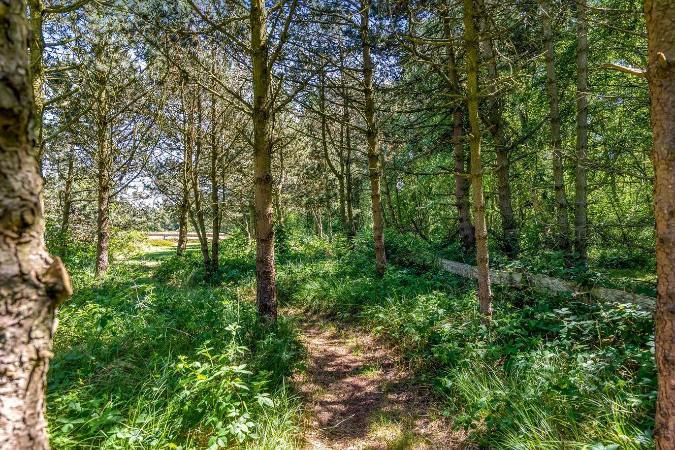 Waldweg zwischen Bäumen mit grünem Unterholz und Sonnenlicht.