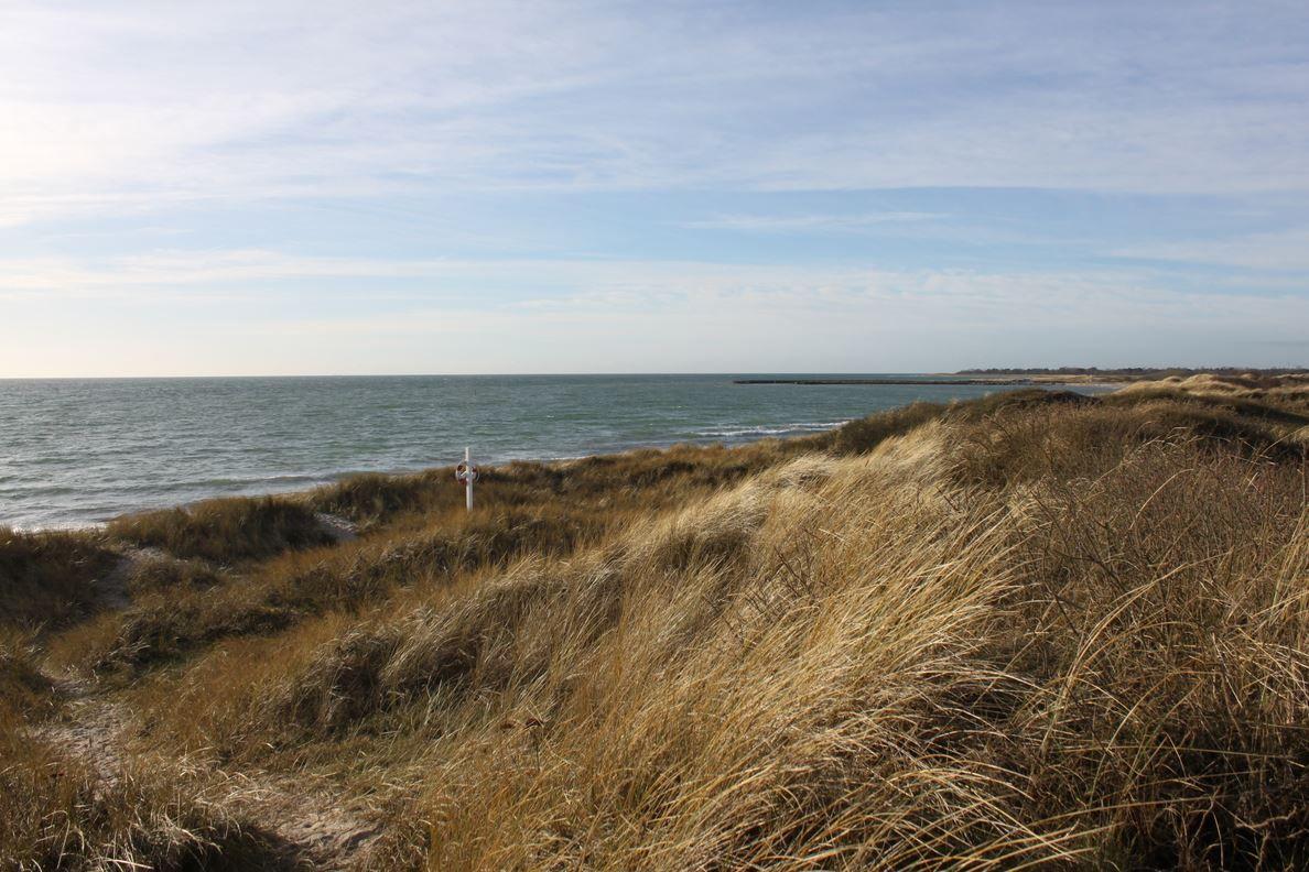 Strand mit Dünen und trockenem Gras unter blauem Himmel