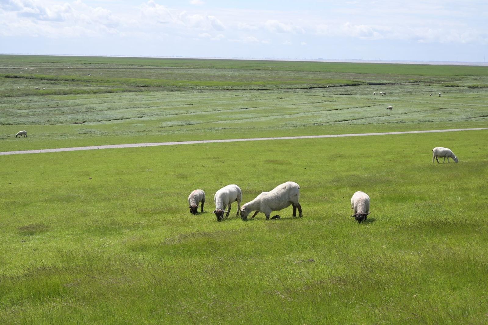 Schafe grasen auf einer grünen Wiese unter blauem Himmel.