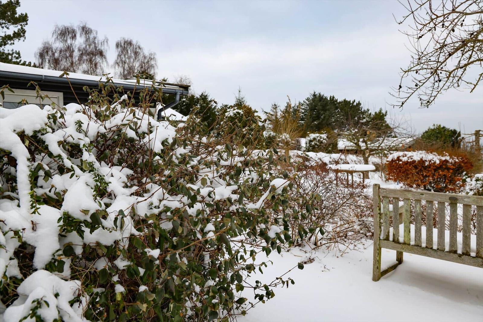 Schnee bedeckt Sträucher und eine Bank im Garten. Im Hintergrund sind Bäume und ein Haus zu sehen.