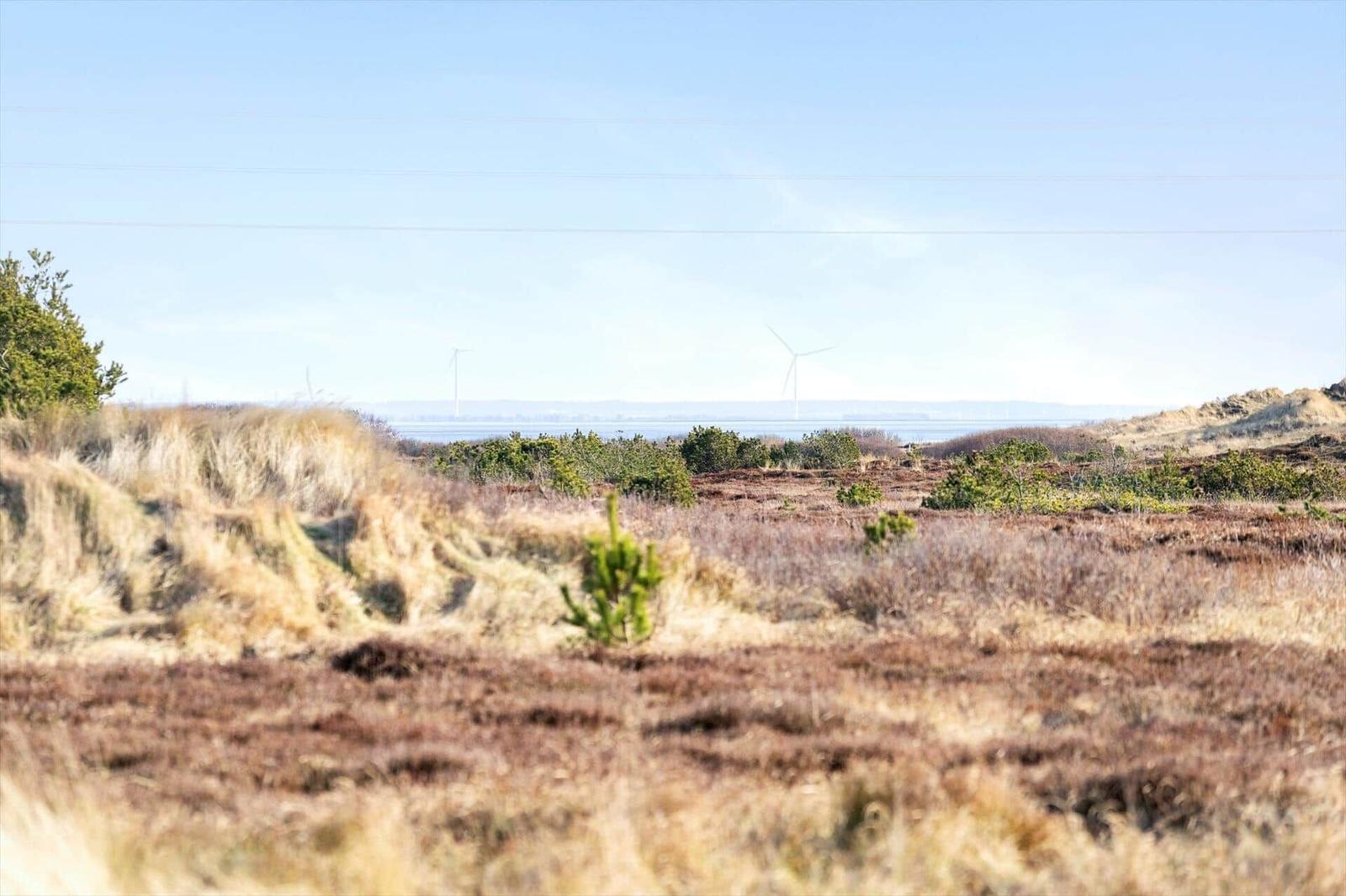 Wilde Heidelandschaft mit Windrädern im Hintergrund