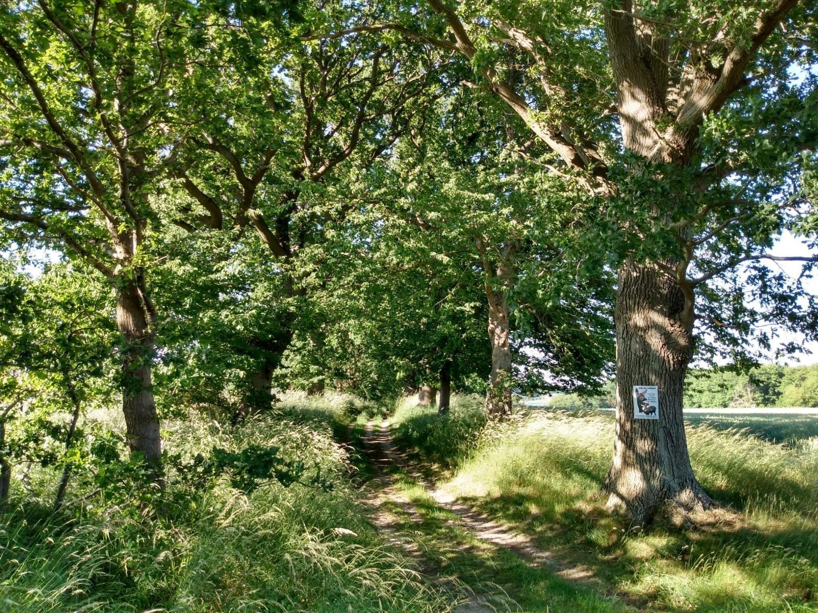 Kleine Rügener Allee