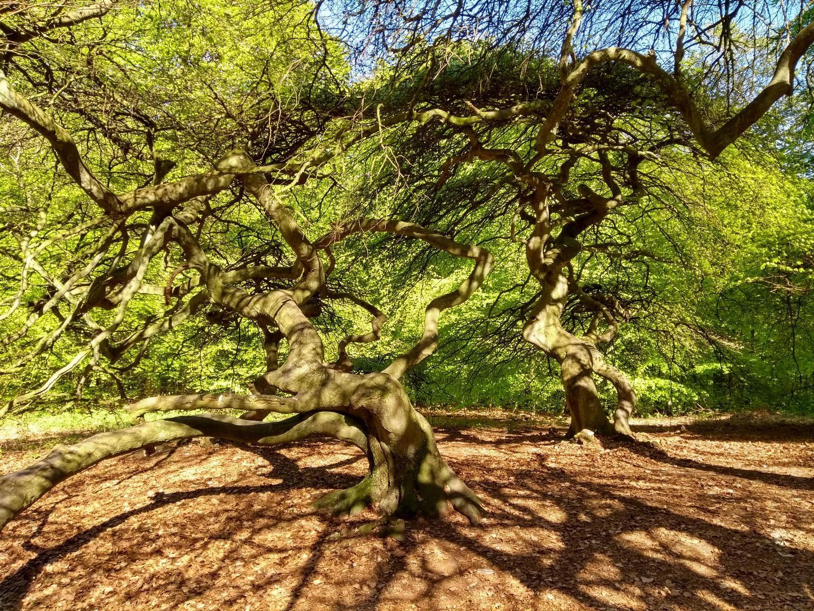 Zwei alte Bäume mit geschwungenen Ästen stehen im Wald.