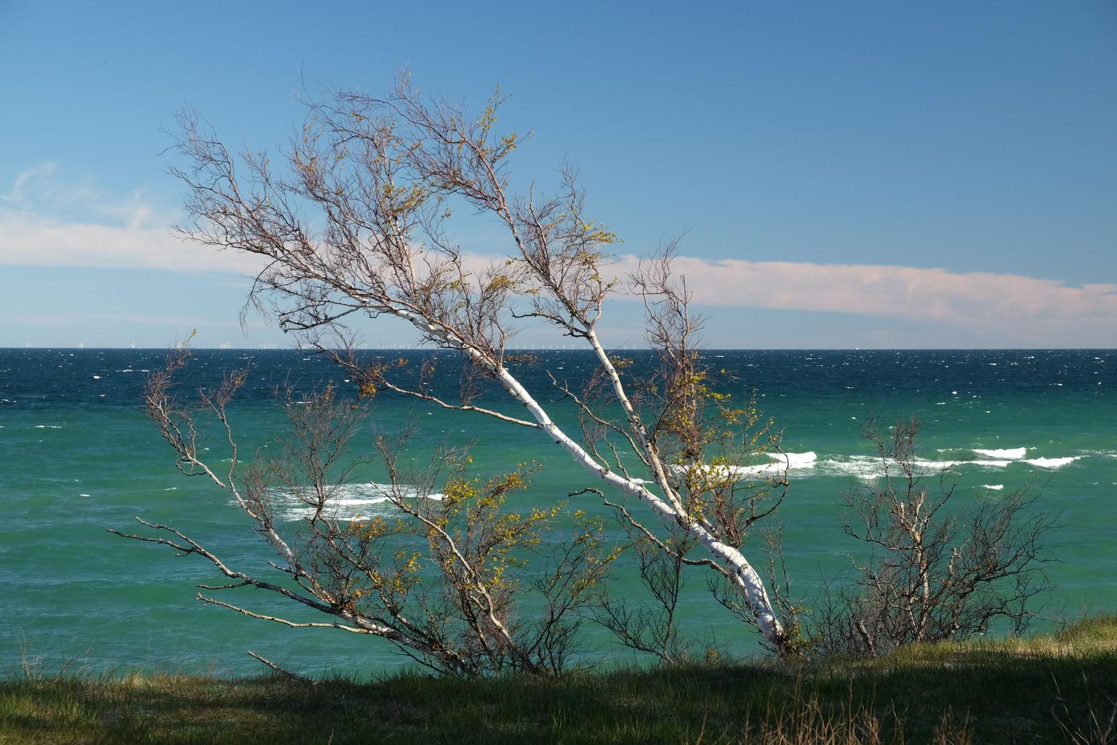 Ein Baum mit weißen Stämmen steht am Ufer eines türkisfarbenen Sees unter blauem Himmel.
