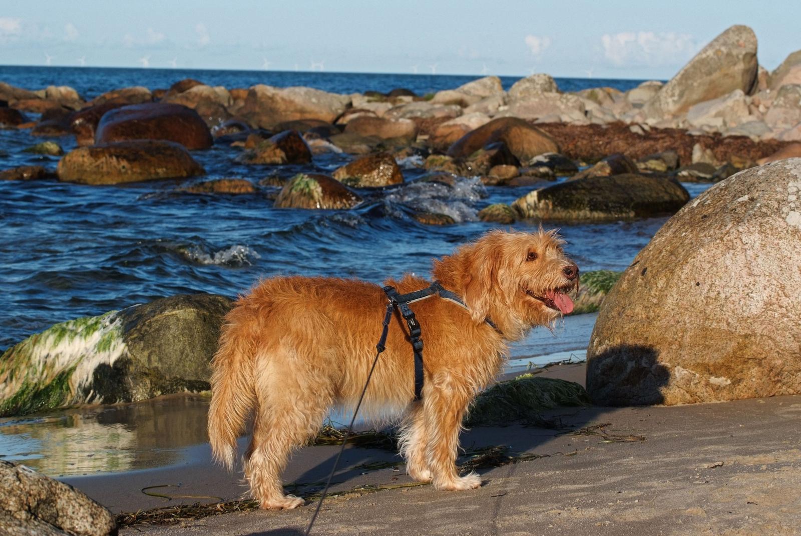 Ein Hund steht an einem steinigen Strand mit Blick auf das Meer.