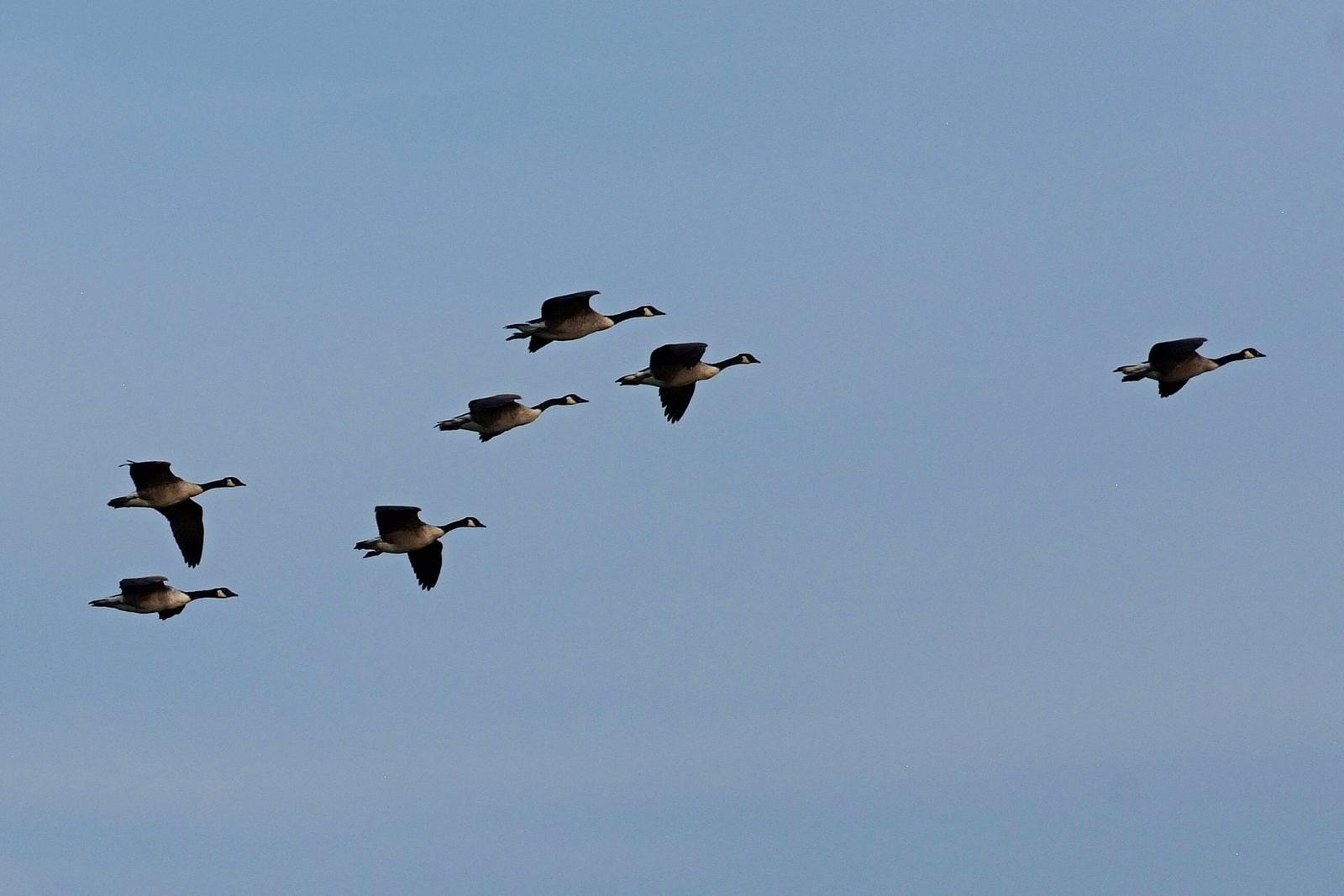 Eine Gruppe von Gänsen fliegt in einem V-Formationsflug durch den klaren Himmel.