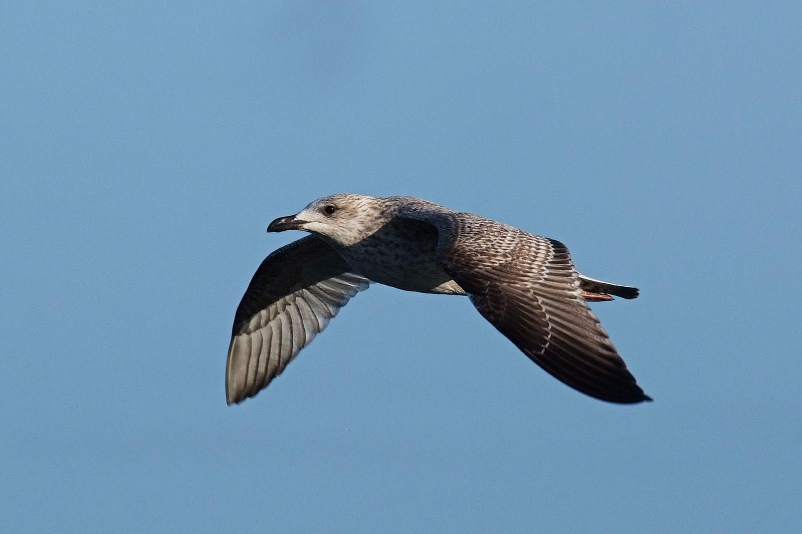 Eine Möwe fliegt vor einem klaren blauen Himmel.