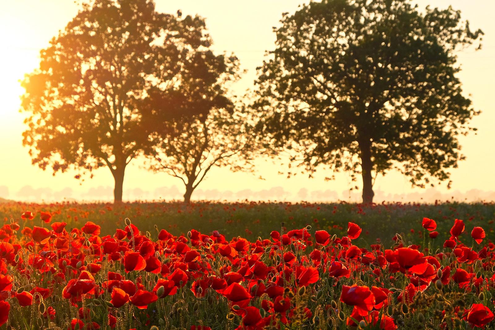 Roter Mohnblumenfeld bei Sonnenuntergang mit zwei Bäumen im Hintergrund.