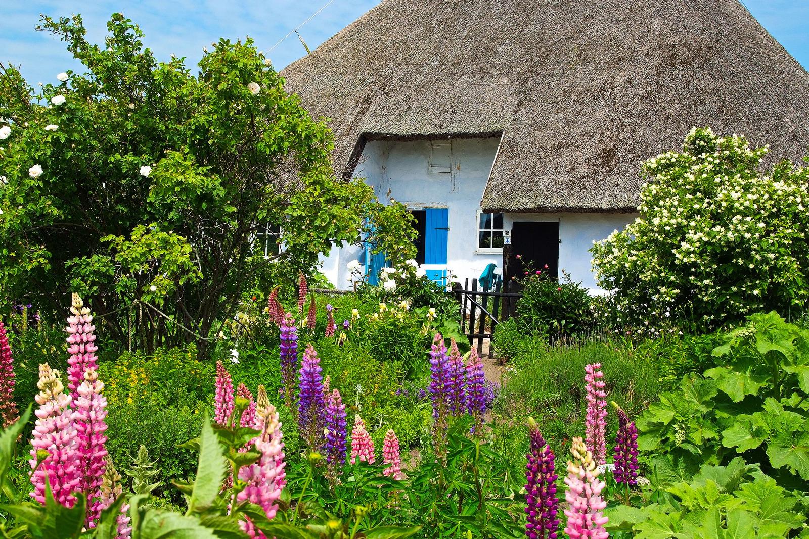 Haus mit Strohdach und blauer Tür, umgeben von blühenden Lupinen und grünen Sträuchern.