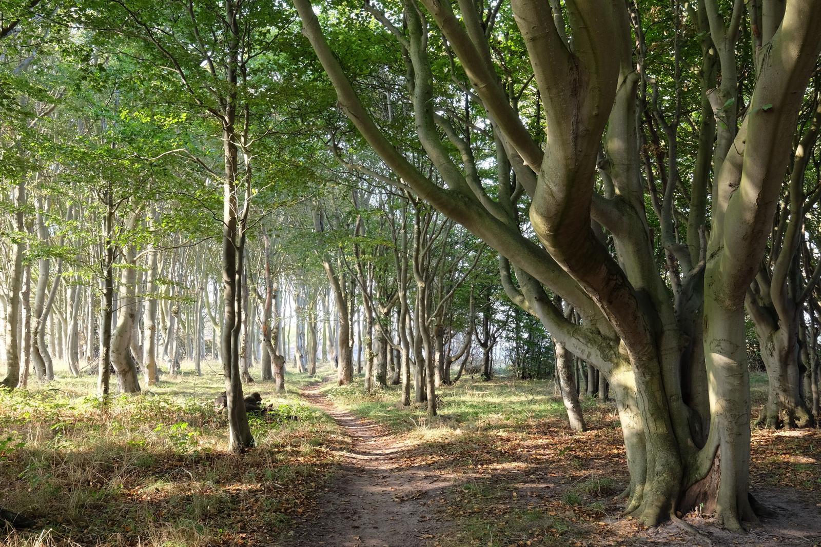 Waldweg zwischen hohen Bäumen mit Sonnenlicht