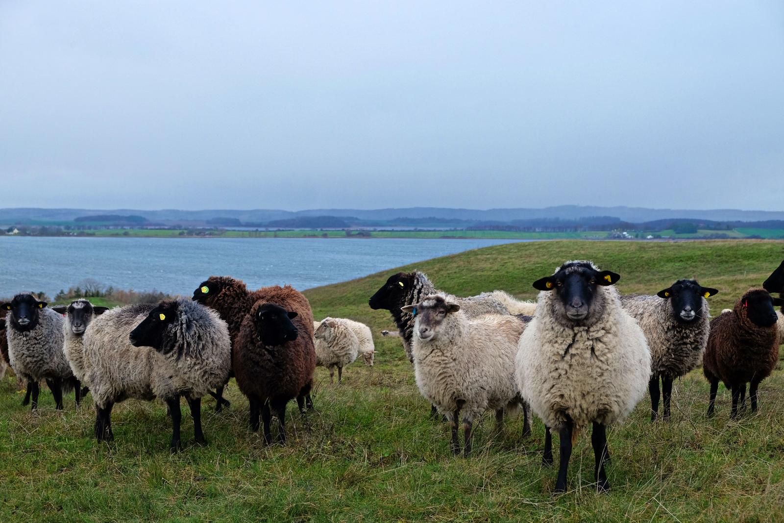 Schafe grasen auf einer grünen Wiese neben einem See.