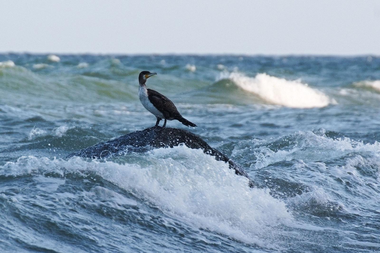 Ein Vogel steht auf einem Felsen im stürmischen Meer.