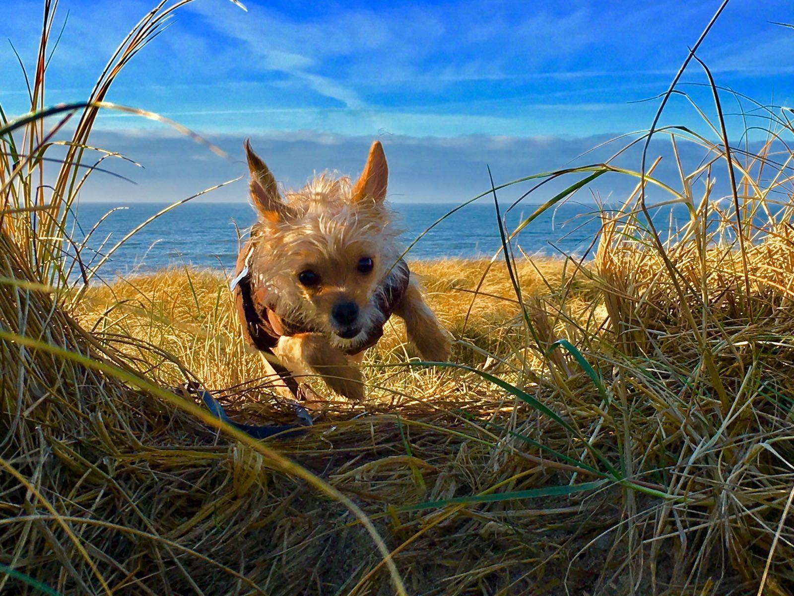 Ein kleiner Hund läuft durch hohes Gras am Strand mit Blick auf das Meer.
