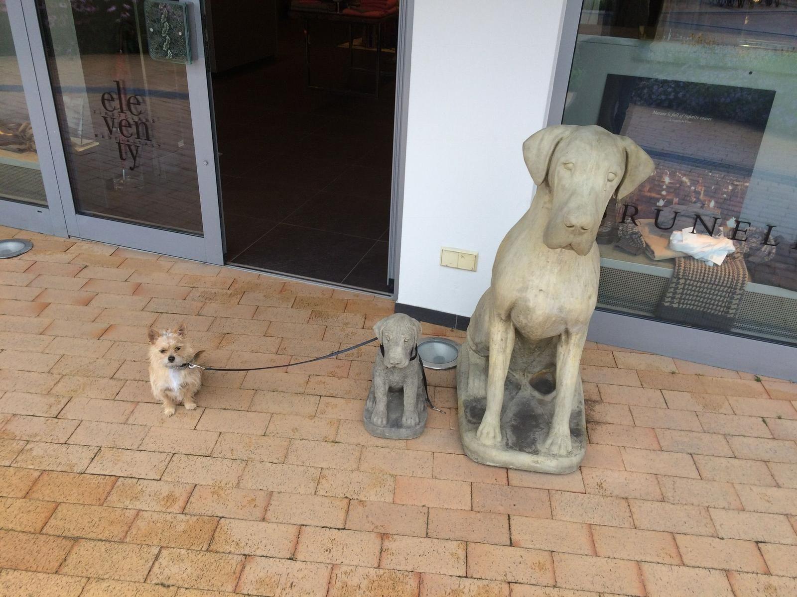 Ein kleiner Hund steht an einer Leine neben zwei Steinfiguren von Hunden vor einer Tür.