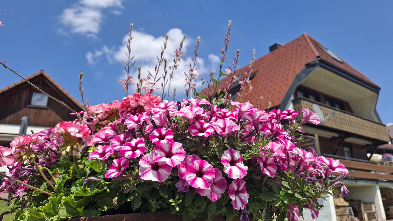 Flower box with pink flowers in front of a house with a red roof.
