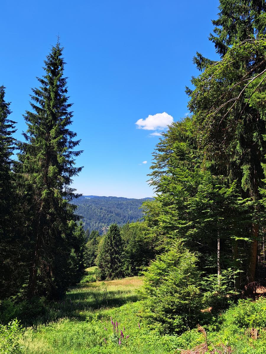 Forest path with view of wooded hills under blue sky with one cloud.