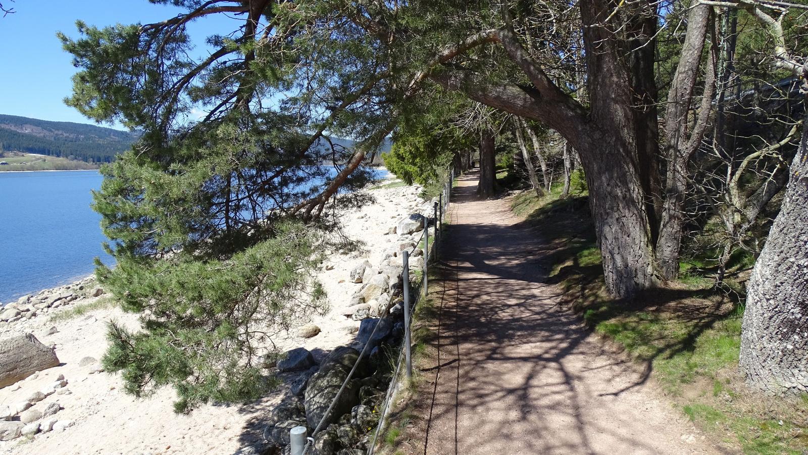 Path along a lake under trees with stones by the shore.