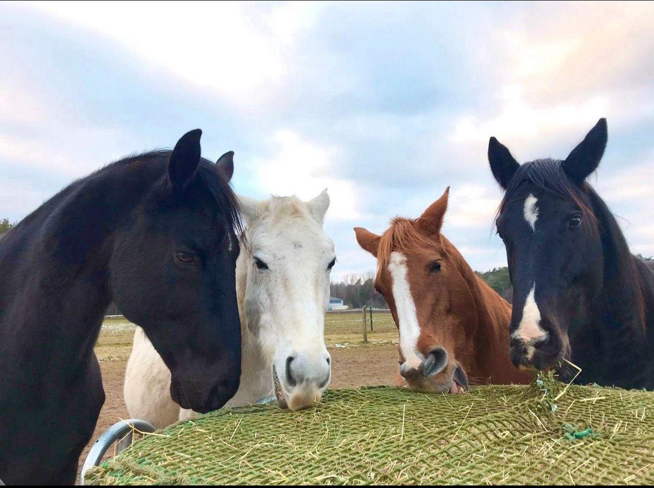 Unsere Pferde