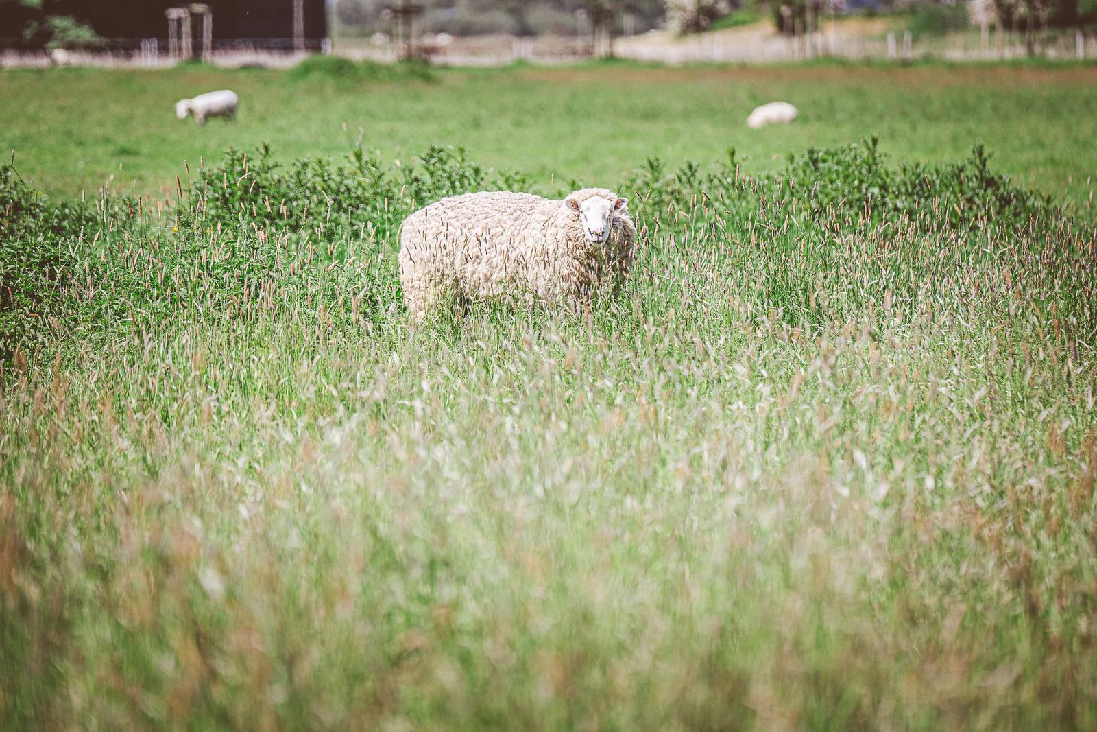 Ein Schaf steht im hohen Gras auf einer Wiese. Im Hintergrund sind weitere Schafe und ein Zaun sichtbar.