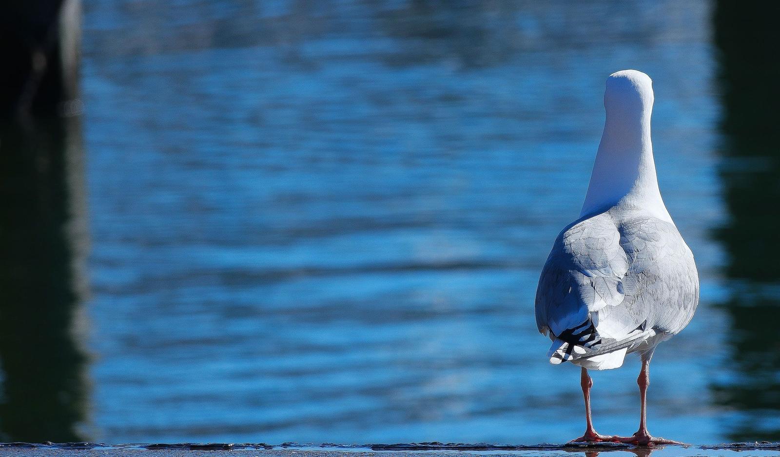 Eine Möwe steht am Ufer eines blauen Wassers.