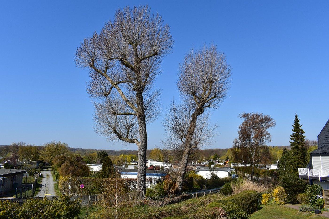 Zwei hohe Bäume ohne Blätter stehen vor einem klaren Himmel über Wohnhäusern und Grünflächen.
