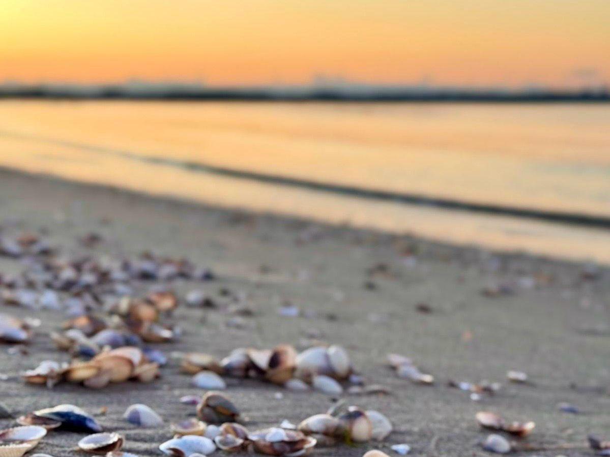Strand mit Muscheln bei Sonnenuntergang