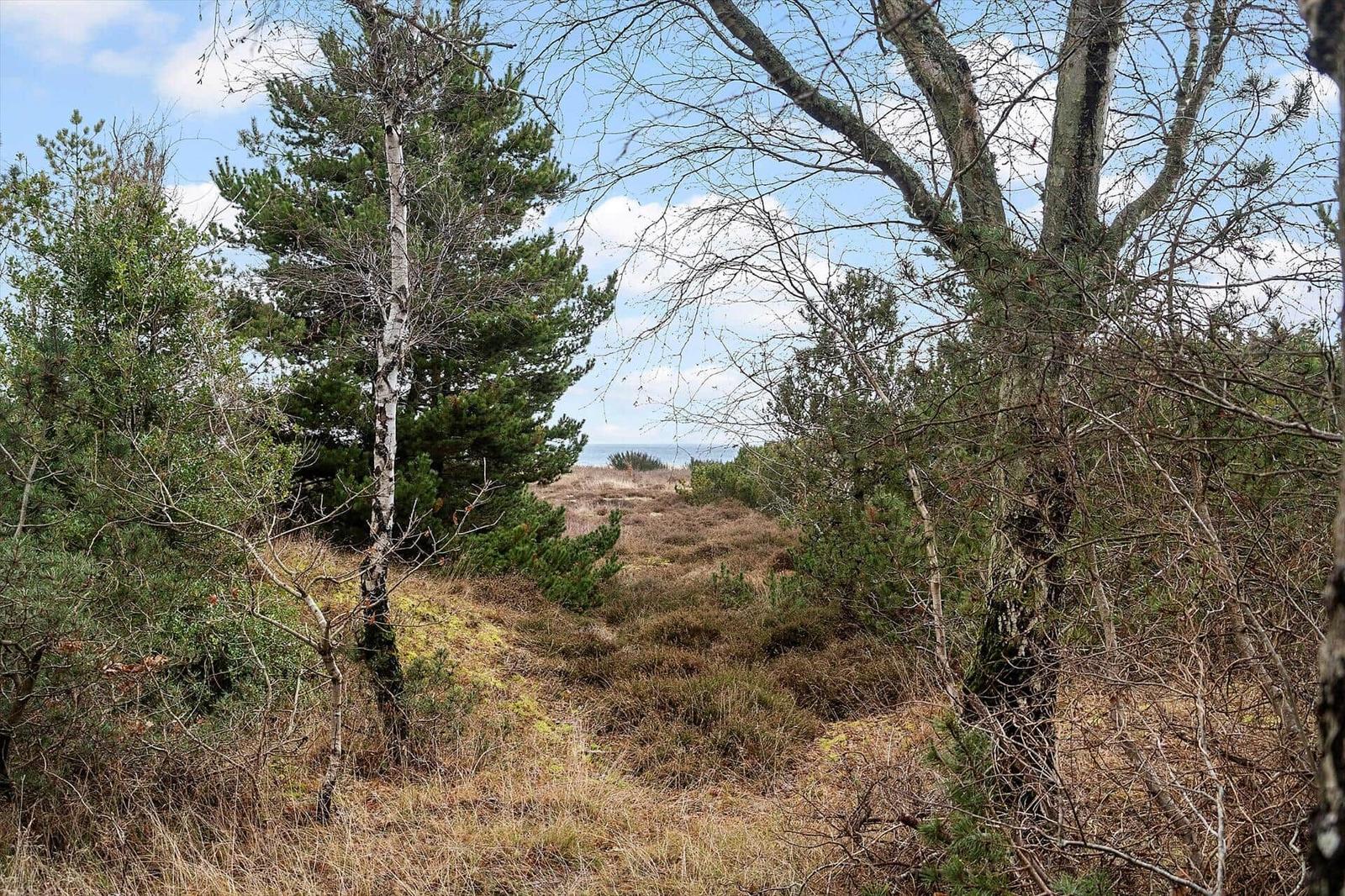 Waldweg führt durch Bäume zu einem Blick auf das Meer.