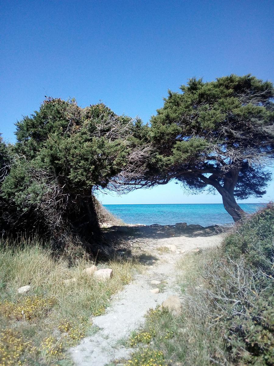 Path under a tree to the sea with clear sky.