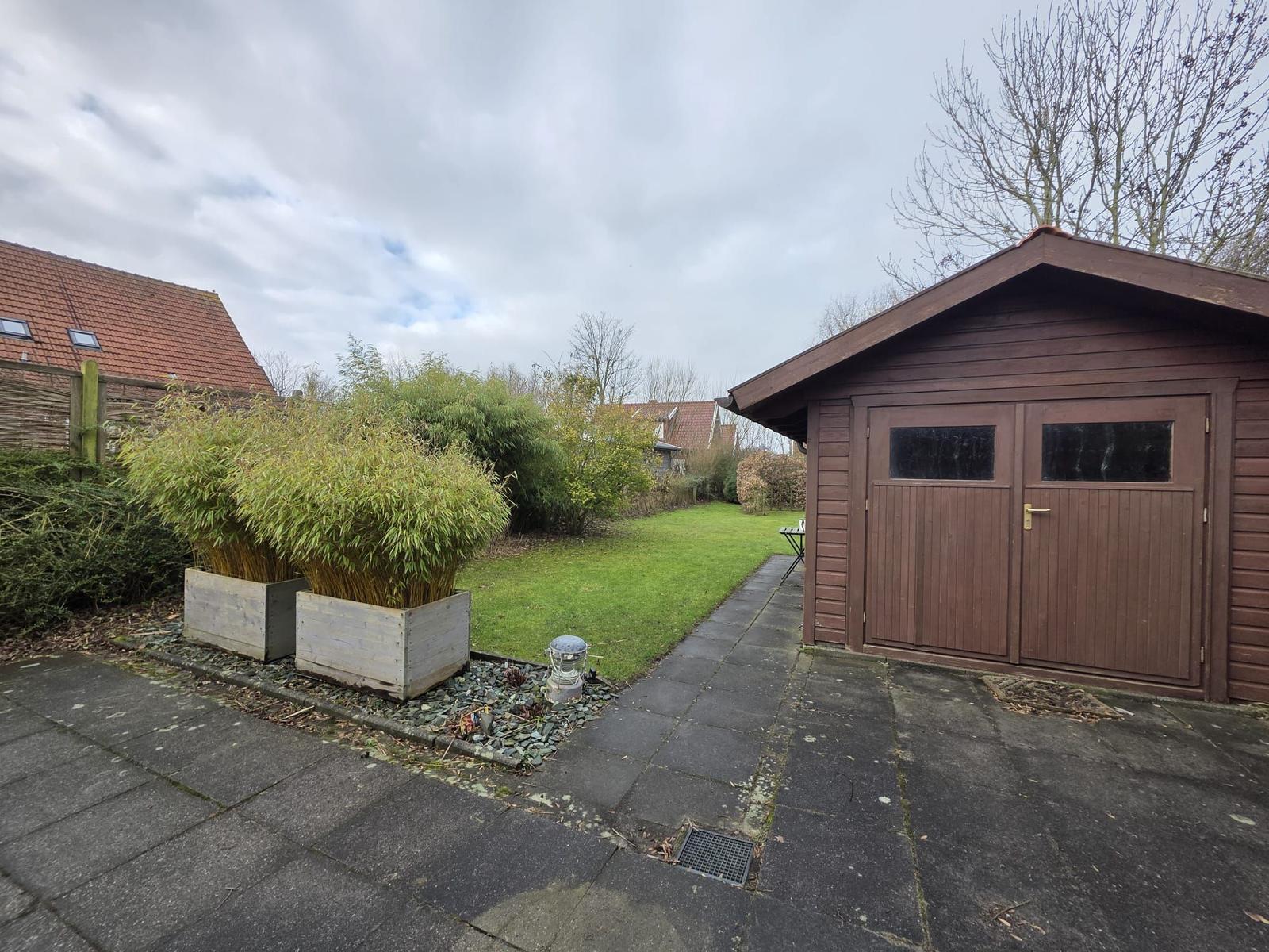 Backyard with wooden shed, lawn, and bamboo in wooden boxes.