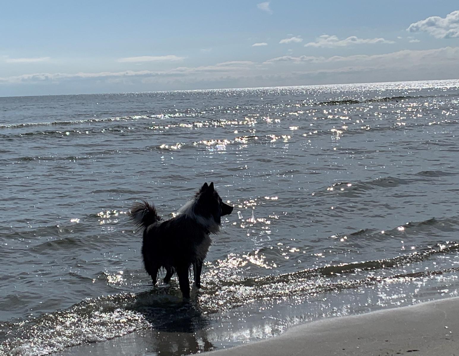 Hunde sind bei uns ebenfalls willkommene Gäste!