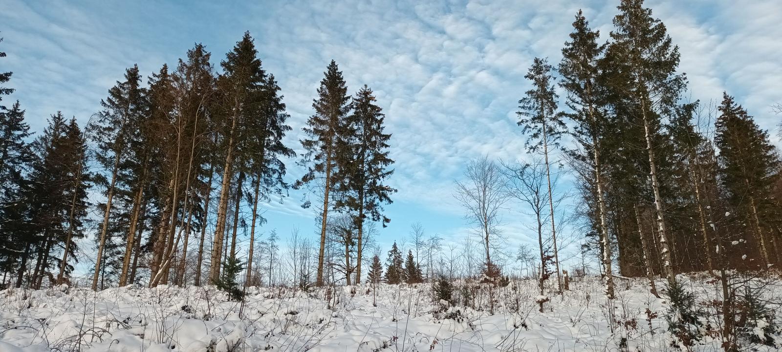 Schneebedeckter Wald mit hohen Tannen und einem blauen Himmel mit Wolken.